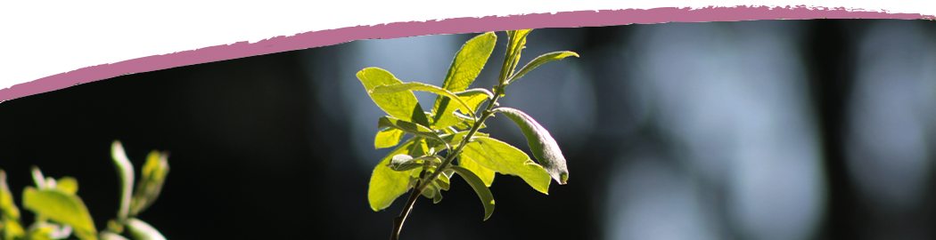 Natur pur am Ferienhof